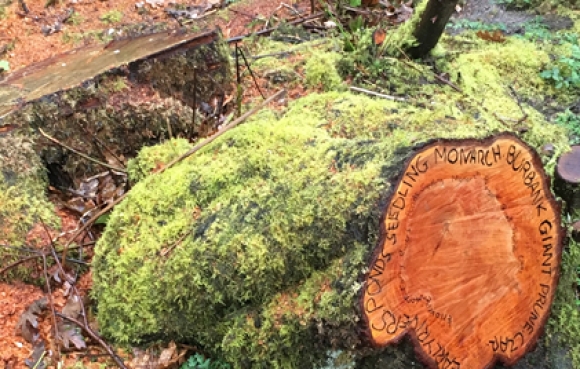 The Arts Council Collection : Art and Mental Health